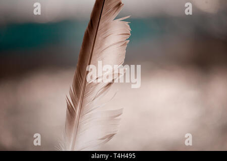Freizeit Freizeitparks Fauna Vogelfeder Stehend verschwommenen Hintergrund Bokeh Stockfoto