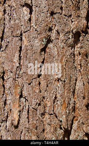 Nahaufnahme der grau-braune Rinde eines Scots pine Stockfoto