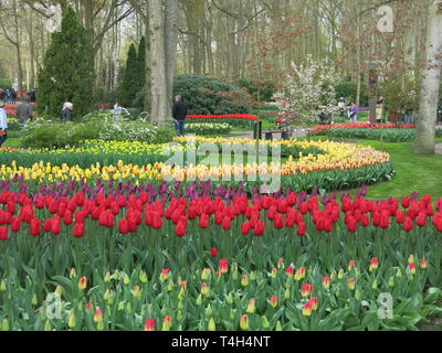 Bunter Bettwäsche zeigt der Tulpen & andere Frühling Birnen sind ein Merkmal der jährlichen Garden Festival im Keukenhof, Niederlande; April 2019 Stockfoto