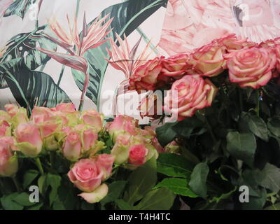 Trauben der romantischen Rosen vor Laub Hintergrund; Anzeige in der Pavilion im Keukenhof Garden Festival, April 2019 Stockfoto