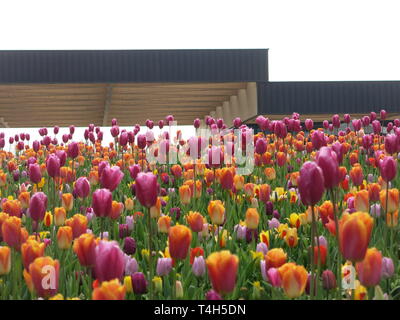 Bunter Bettwäsche zeigt der Tulpen & andere Frühling Birnen sind ein Merkmal der jährlichen Garden Festival im Keukenhof, Niederlande; April 2019 Stockfoto