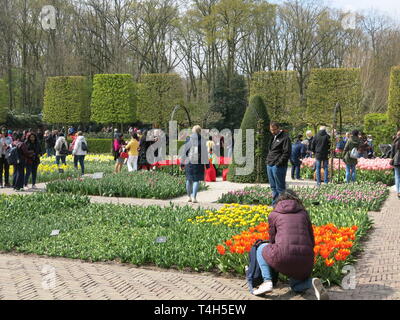 Bunter Bettwäsche zeigt der Tulpen & andere Frühling Birnen sind ein Merkmal der jährlichen Garden Festival im Keukenhof, Niederlande; April 2019 Stockfoto