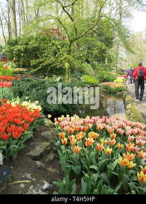 Bunter Bettwäsche zeigt der Tulpen & andere Frühling Birnen sind ein Merkmal der jährlichen Garden Festival im Keukenhof, Niederlande; April 2019 Stockfoto