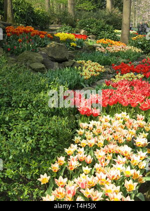 Bunter Bettwäsche zeigt der Tulpen & andere Frühling Birnen sind ein Merkmal der jährlichen Garden Festival im Keukenhof, Niederlande; April 2019 Stockfoto