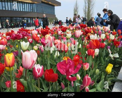 Bunter Bettwäsche zeigt der Tulpen & andere Frühling Birnen sind ein Merkmal der jährlichen Garden Festival im Keukenhof, Niederlande; April 2019 Stockfoto