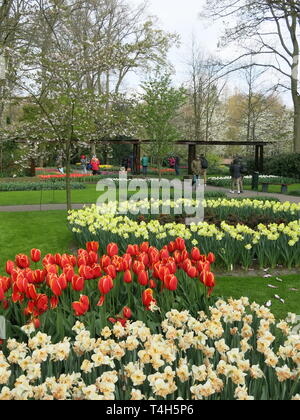 Bunter Bettwäsche zeigt der Tulpen & andere Frühling Birnen sind ein Merkmal der jährlichen Garden Festival im Keukenhof, Niederlande; April 2019 Stockfoto