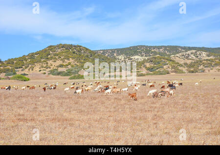 Schöne coutryside Landschaft mit einer Herde von Ziegen weiden auf Feld in Karpas Halbinsel, Nordzypern. Zypriotische Natur ist beliebte Touristenattraktion Stockfoto