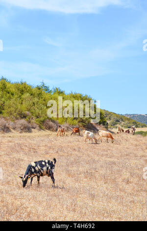 Herde von Ziegen weiden auf trockenen feld in die Hügel der schönen Landschaft Zyperns. Gefleckte schwarze Ziege vor dem Bild. In Karpaz Halbinsel genommen Stockfoto