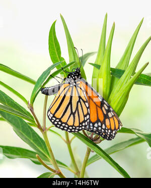 Weibliche monarch butterfly Eier auf einem milkweed Sumpf Anlage. Eier sind sichtbar auf Samenkapseln. Stockfoto