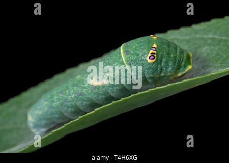 Tiger Schwalbenschwanz (Papilio rutulus) Caterpillar auf einer Weide Blatt, mit falschen Auge Flecken auf schwarzem Hintergrund Stockfoto