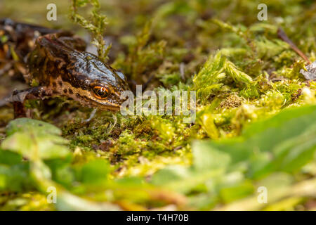 Wildlife makro Portrait von Palamte Newt (Lissotriton helveticus) auf Moss in der Nähe von Teich in Poole, Dorset, Großbritannien. Stockfoto