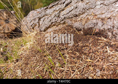 Kreative Landschaft Foto: große Menge Holz ameisen Gebäude eine neue Verschachtelung Damm unter einem gefallenen Pine Tree auf canford Heide, Poole, Dorset, Großbritannien. Stockfoto