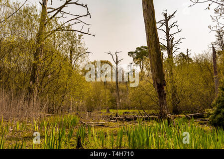 Farbe Landschaft Foto des alten Nadelbaum Wald Lebensraum, von einem jungen Sumpfgebietlebensraum aufgrund von Änderungen in den lokalen Hydrologie gelungen ist. Tak Stockfoto