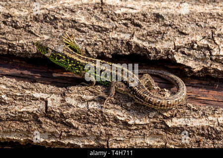 Wildlife Portrait von seltenen Zauneidechse (Lacerta agilis) Erwärmung auf gefallenen Baumstamm, seinem lebendigen Grün passende Farben anzeigen. In Poole, D Stockfoto