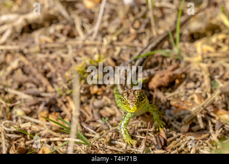 Wildlife Porträt der Zauneidechse (Lacerta agilis) von vorne direkt an der Kamera suchen, sie in offene Umgebung für Gefahr oder Beute zu beobachten. Tak Stockfoto