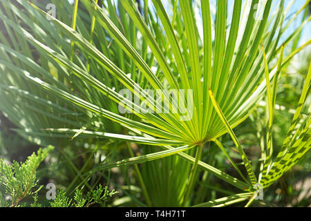 Palm Blätter im Sonnenlicht Hintergrund. Stockfoto