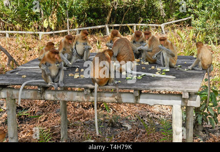 Gruppe der Rüssel (spitzzange) Affen essen auf Fütterung Plattform, Labuk Bay Proboscis Affenreservat, Sandakan, Sabah (Borneo), Malaysia Stockfoto