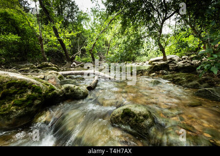 Barton Creek Greenbelt, in der Nähe von Austin, Texas Stockfoto