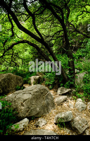 Barton Creek Greenbelt, in der Nähe von Austin, Texas Stockfoto