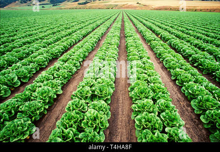 Monterey California, County Salinas Valley Region genannt Salad Bowl of America CA064, CA064 Stockfoto