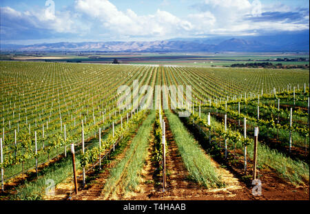 Blick auf die Weinberge von Monterey California, County Soledad vom Highway 146 Salinas Valley, Weinanbaugebiete von Weinreben Stockfoto