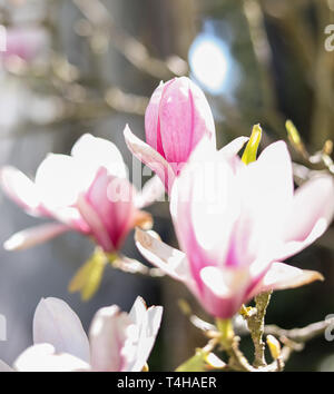 Pink Magnolias Stockfoto