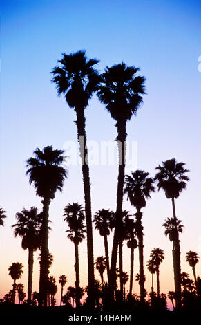 Ventura California, Ventura Marina, Boote, Bootstouren, Dock, Pier, Hafen, Yachten, Hafen, Gemeinde, Nachbarschaft, Wohnviertel, Palmen, Bäume, tropisch Stockfoto