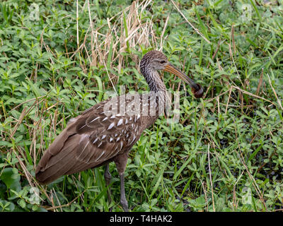 Limpkin Vogel mit einer Schnecke gehalten in der Lange gebogene Bill Stockfoto