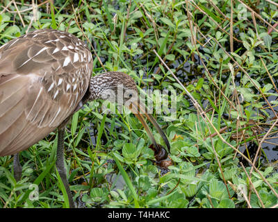 Limpkin Holding eine Schnecke in der Lange gebogene Bill Stockfoto