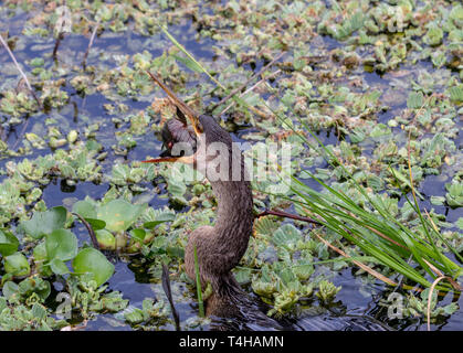 Die anhinga rief auch der amerikanische Schlangenhalsvogel, Schlange, Vogel und viele andere Namen, manchmal ist die Fischerei in den Gewässern entlang der La Chua trail gesehen Stockfoto