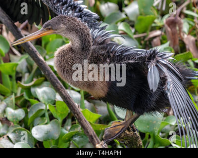 Anhingas haben schwimmhäuten und durchs Wasser schwimmen Beute zu fangen und dann nach oben, um zu essen. Stockfoto