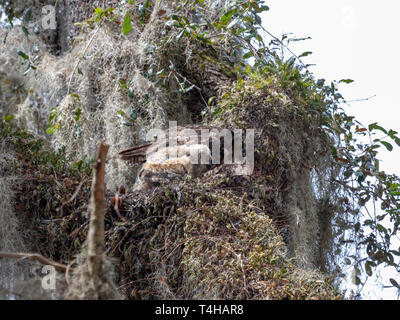 Die jugendliche Great Horned owl Lernen durch Nachahmen von allen, dass es Mutter Stockfoto
