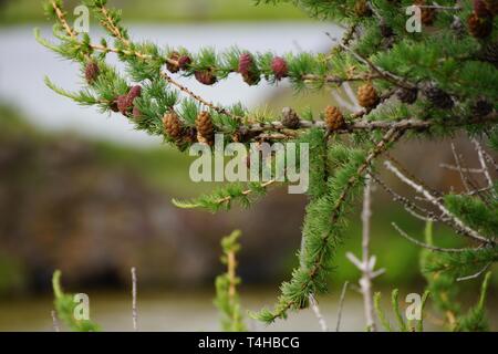 Mini Kegel in Island Stockfoto
