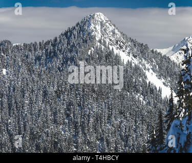 Pacific Northwest Wildnis Hintergrund mit dichtem Wald auf weisse Spitze Stockfoto