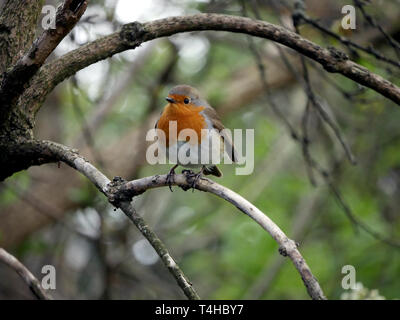 Robin redbreast - Erithacus Rubecula thront auf einem Zweig Stockfoto