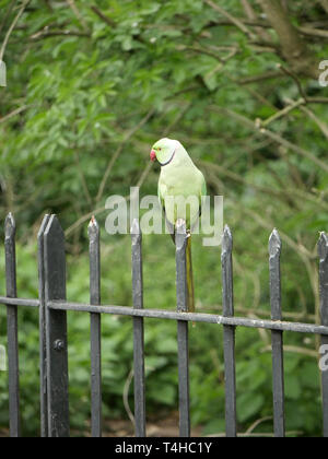 Grüne necked Parakeet - Psittacula Krameri am Geländer im Hyde Park, London UK gehockt Stockfoto