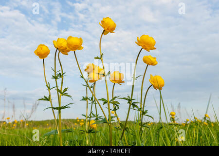 Trollius europaeus, globeflower, Schöne gelbe Globeflowers europäischen Ranunculaceae. Blume auf der Roten Liste. Stockfoto