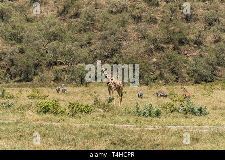 Masai Giraffen und Zebras, Hells Gate Nationalpark, Kenia Stockfoto