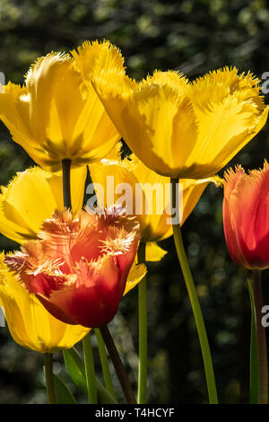 Gefranste Tulpen gelb und orange in der Frühlingssonne Cornwall Großbritannien Stockfoto