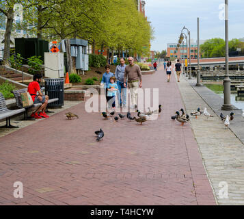 Baltimore, MD, USA --April 13, 2019 - Leute Spaziergang auf der Promenade, ein Mann in einem roten T-Shirt und Turnschuhen gekleidet speist die Tauben. Stockfoto
