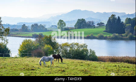 Weidende Pferde an einem See im Allgäu Stockfoto