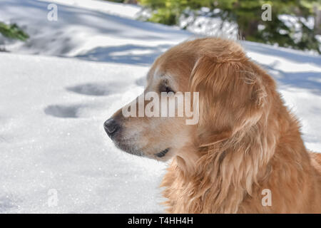 Closeup Profil von einem wunderschönen Golden Retriever in einem verschneiten Wald an einem sonnigen Tag. Stockfoto