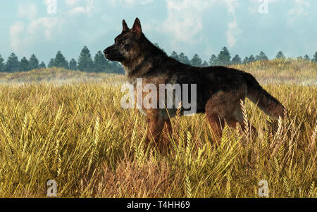 Ein Schäferhund steht Alert im hohen gelben Gras auf einem Feld. Der Hund s schwarz-braunes Fell stand in krassem Gegensatz zu dem Gras um. Stockfoto