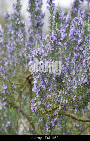 Rosmarinus officinalis 'Green Ginger' in Blüte. Stockfoto