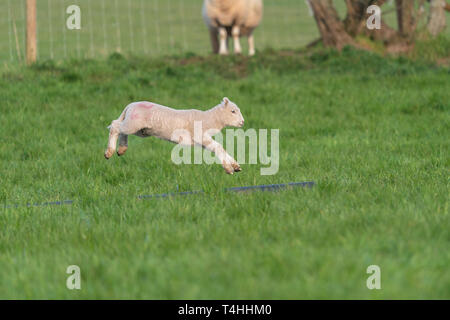 Lamm spielen im Bereich der grünen Gras im Frühling. Stockfoto