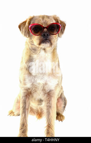 Lustige gemischte Rasse Hund mit Sonnenbrille - isoliert Stockfoto