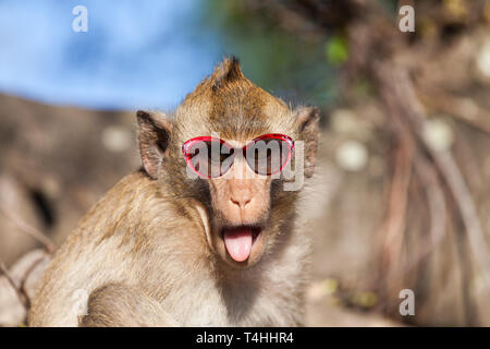 Lustige Rhesusaffen mit herausgestreckter Zunge kleben und Sonnenbrille Stockfoto