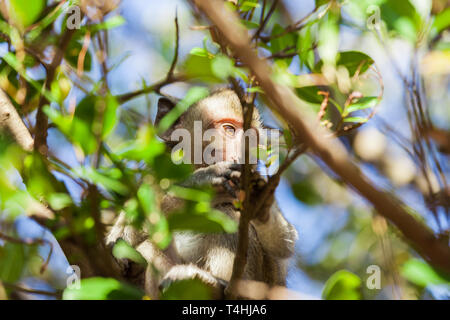 Rhesusaffen in einem Baum hinter Zweige und Blätter Stockfoto