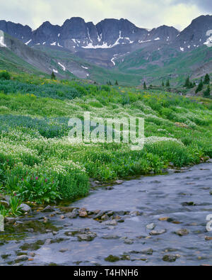 USA, Colorado, San Juan Mountains, American Peak and surrounding mountains above wildflowers in bloom and upper Gunnison River in American Basin. Stockfoto
