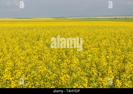 Gull Lake, Saskatchewan, Kanada. Am 15. Juli 2012. Blühende Raps. Credit: bayne Stanley/ZUMA Draht/Alamy leben Nachrichten Stockfoto